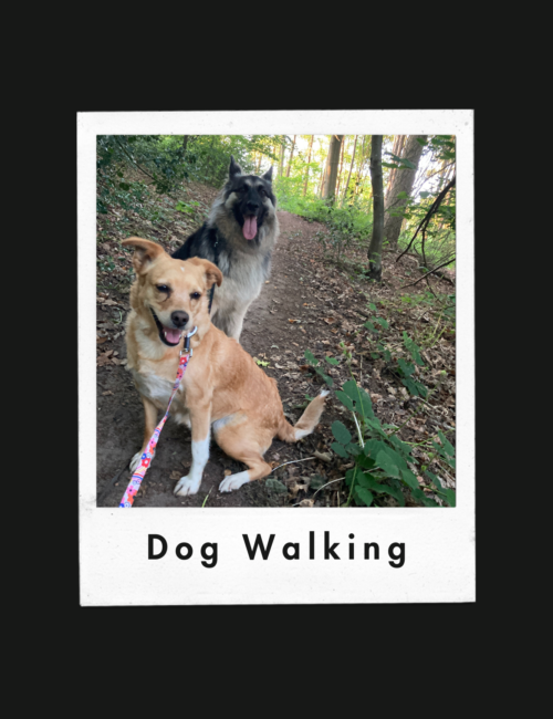 Dog walkers in Guildford