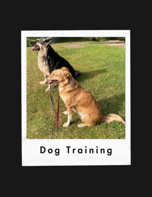 Dog obedience training Guildford