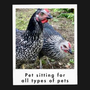 Pet sitting all pets, from cats, rabbits and chickens