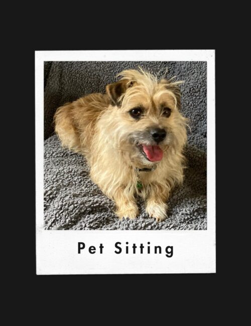 Pet sitters in Guildford